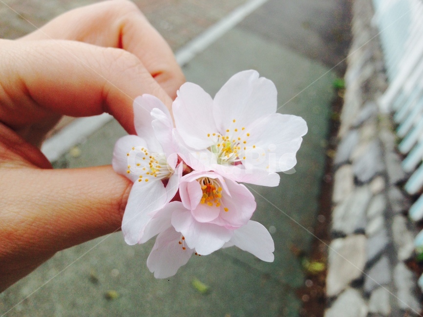 꽃,봄,벚꽃,봄내음,손,감성,휴식,힐링,자연,식물,봄,계절,spring,season,plant