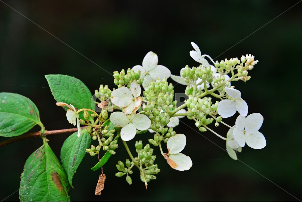 plant,식물,blossom,flower,꽃,야생화,산수국