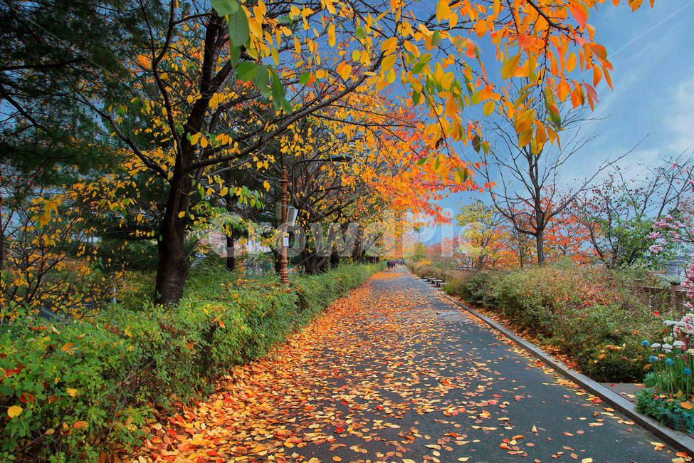 가을,단풍,풍경,늦가을,경치,낙엽,가을,계절,fall,autumn,season,plant,식물,leaf,잎,tree,나무