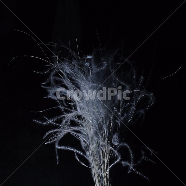 꽃,자연,드라이플라워,사물,dryflower