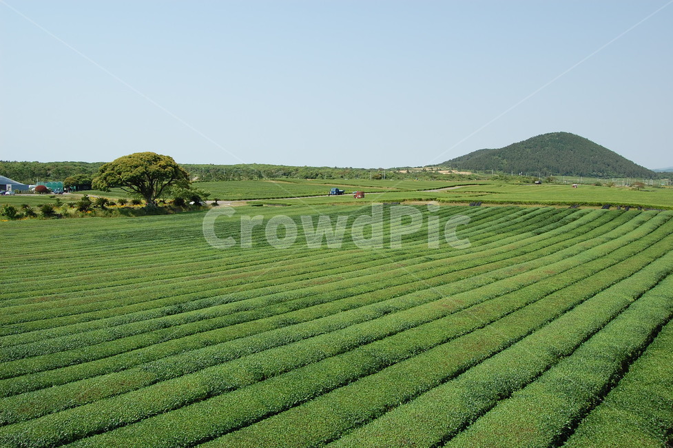 녹차,녹차밭,오설록,제주,greenteafarm,자연,풍경,nature,landscape,한국자연풍경,한국자연경관,korea nature landscape,outdoors,옥외,field,들