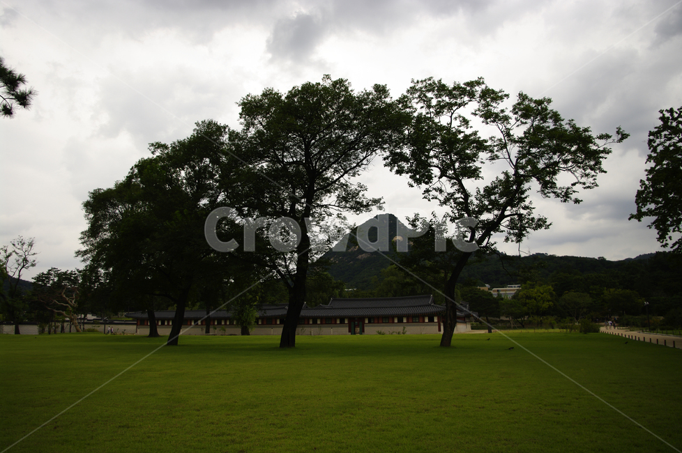 경복궁,나무,하늘,구름,전각,전통건축,랜드마크,landmark,tourist attraction,한국랜드마크,한국관광지,한국명소,korea landmark,korea tourist attraction