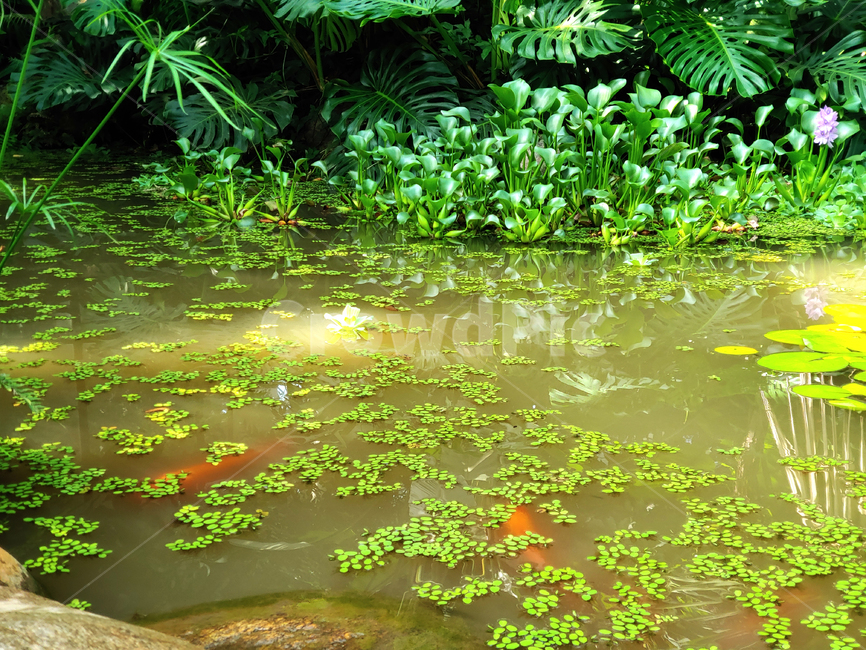 land,nature,자연,outdoors,옥외,vegetation,초목,나무,tree,water,식물,plant,rainforest,열대우림,잉어,물고기,연못