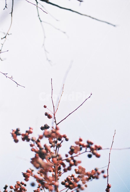 감성사진,감성,필름,아날로그,film,analog,자연,하늘,열매,나무,식물,자연,plants,nature,과일,열매,fruit,감성,sensible,feeling