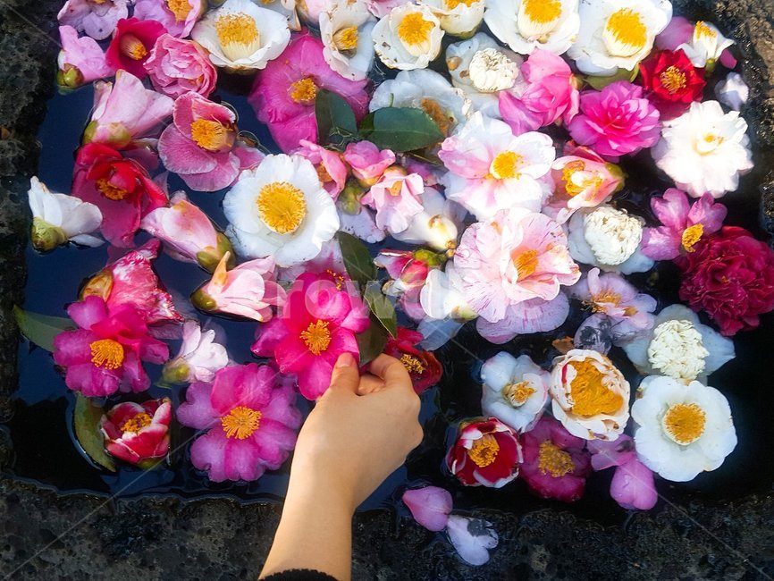 plant,식물,flower,blossom,꽃,손,봄