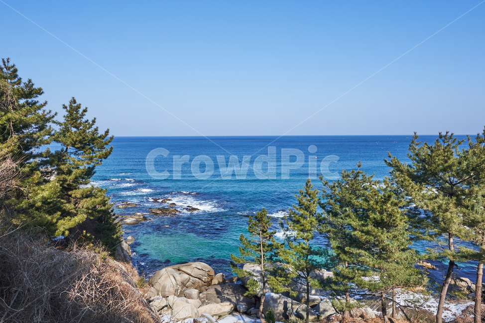 바다,소나무,바위,하늘,파도,풍경,자연,풍경,nature,landscape,promontory,곶,tree,나무,plant,식물