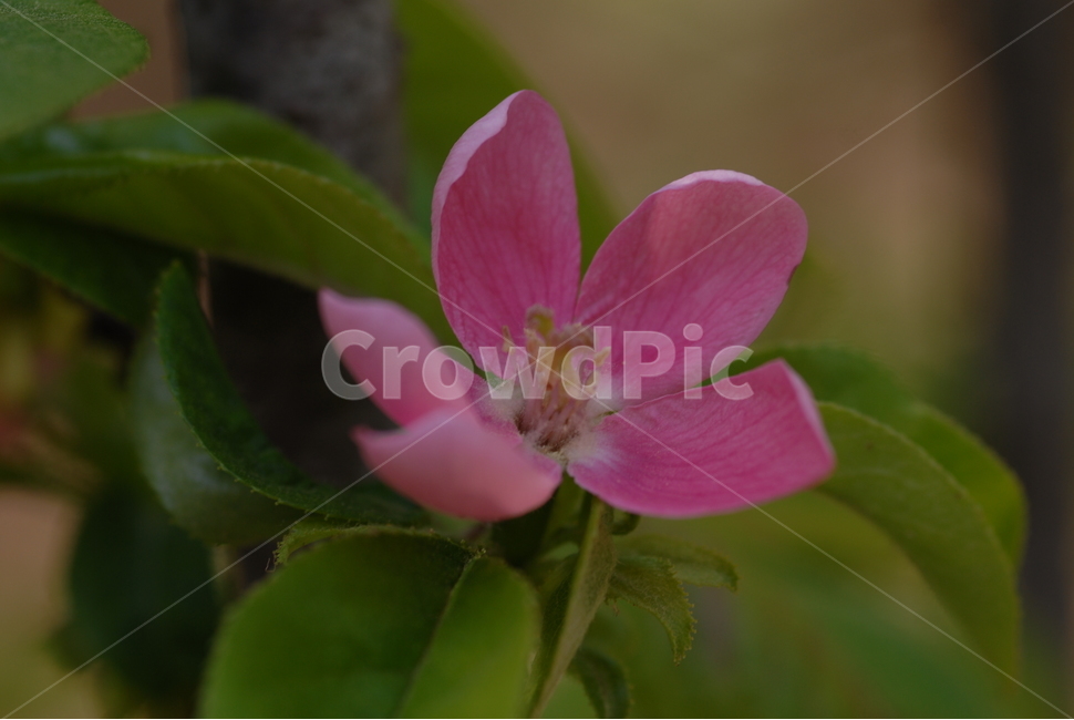 꽃,식물,나무,사과꽃,사과,붉은색,과일꽃,꽃,flower