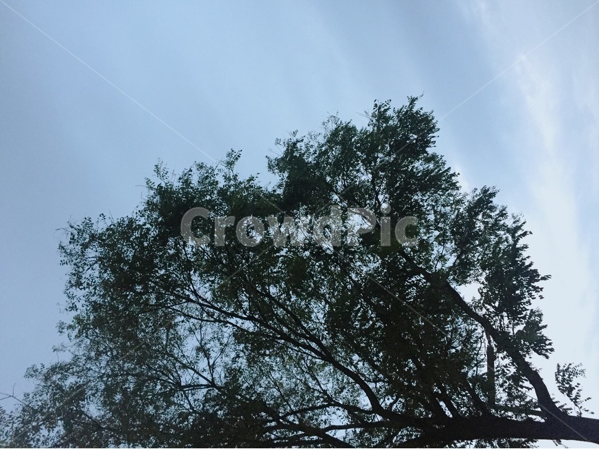 식물,plant,나무,tree,하늘,sky,풍경,심플,simple,여름