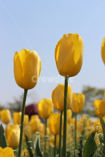 튤립,꽃,정물,화사,접사,봄,계절,spring,season,식물,자연,plants,nature,꽃,flower,plant