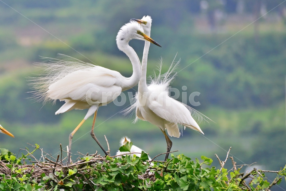 전북,임실,백로,백로부부,백로부부사랑,백로육추,bird,waterfowl,물새,stork,황새,동물,animal,조류,새,birds