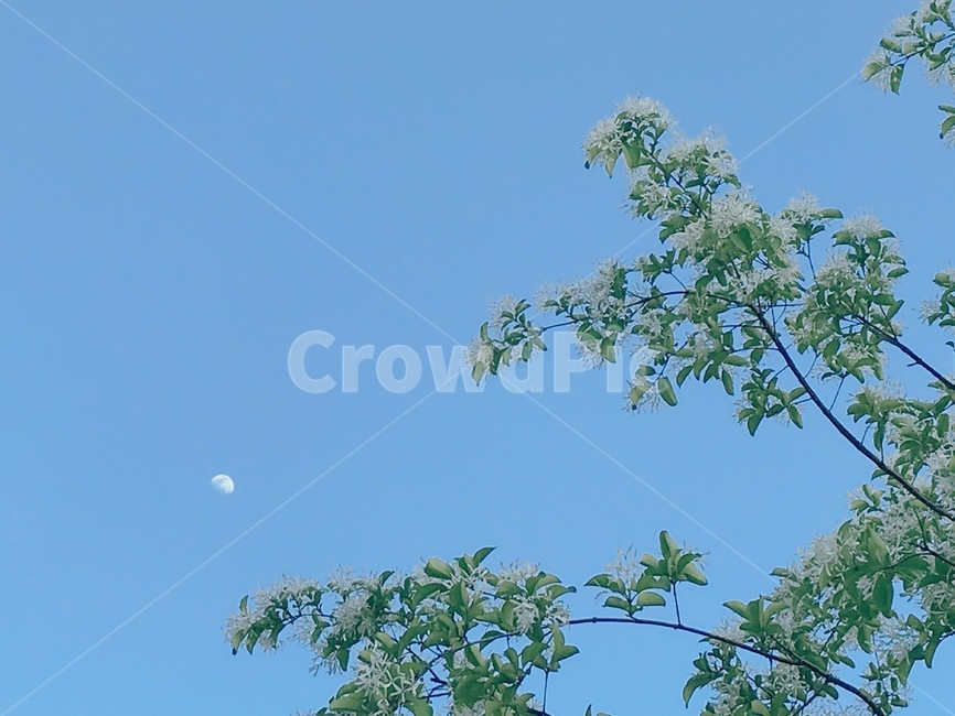 하늘,달,나무,sky,moon,풍경,view,자연,natural,nature