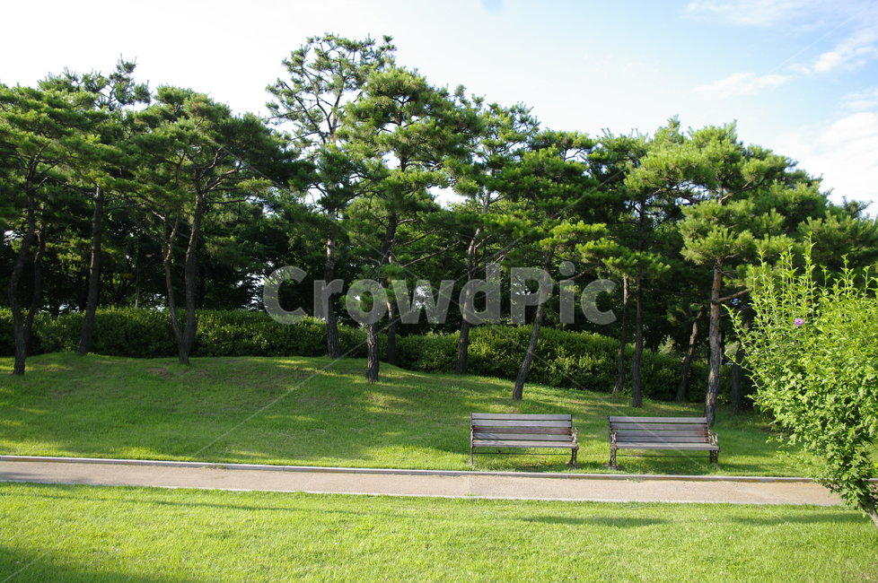 소나무,식물,신록,나무,의자,초록,자연,풍경,nature,landscape,grass,잔디,plant,bench,벤치,outdoors,옥외,lawn,park,공원