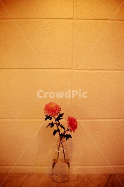 꽃,화병,카페,인테리어,필름사진,필름,감성사진,분위기,식물,자연,plants,nature,꽃,flower,감성,sensible,feeling,인테리어,실내디자인,interior design