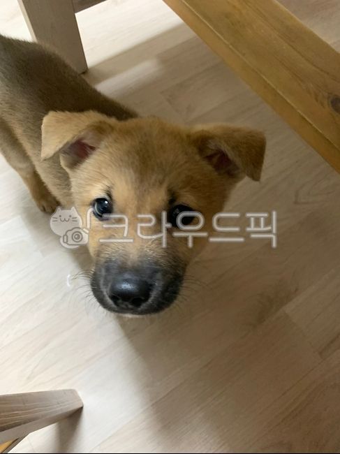 반려견,동물,개,강아지,dog,dogface,바닥,floor