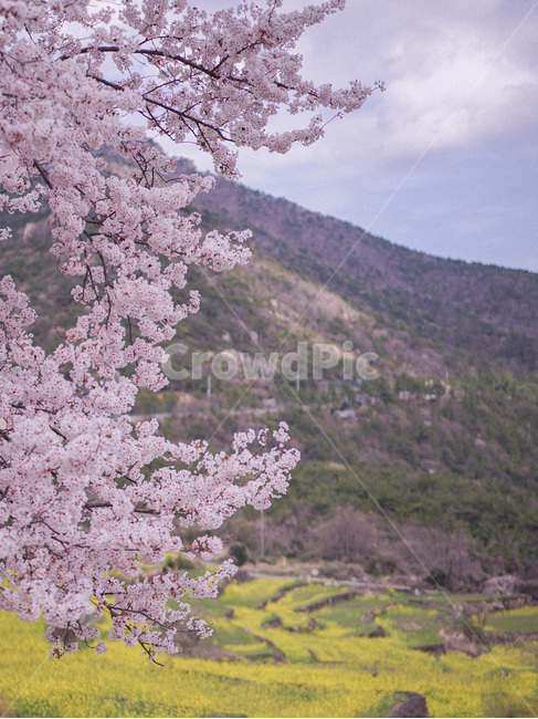 벚꽃,봄,spring,꽃,사쿠라,cherryblossom,blossom,봄풍경,봄,계절,spring,season,자연,풍경,nature,landscape
