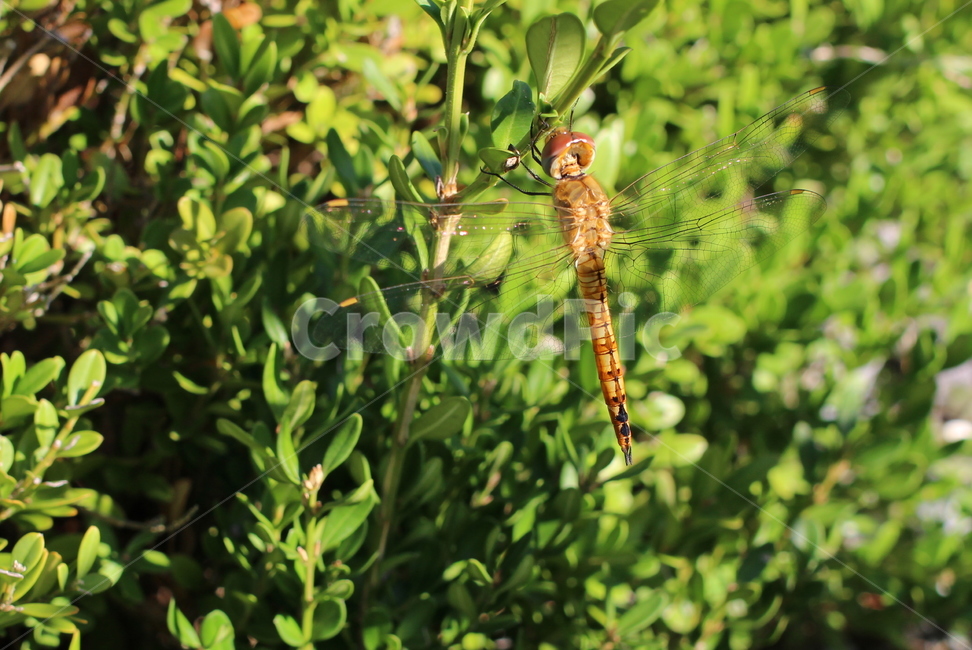 잠자리,곤충,자연,초록,가을,나무,풀잎,화창,dragonfly,insect,nature,green,fall,tree