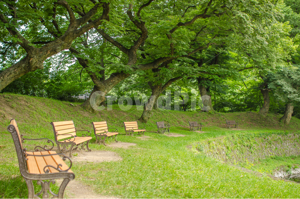 행복,휴가,휴식,일상탈출,배경,여유,명상,벤치,산림욕,옻골마을,비보숲,의자,나무,자연,대구,동구,둔산동,야외,쉼터,공원,안정,숲,망중한,고요,시원,자연,풍경,nature,landscape,휴식,힐링,rest,relaxation,healing,tree,plant,식물