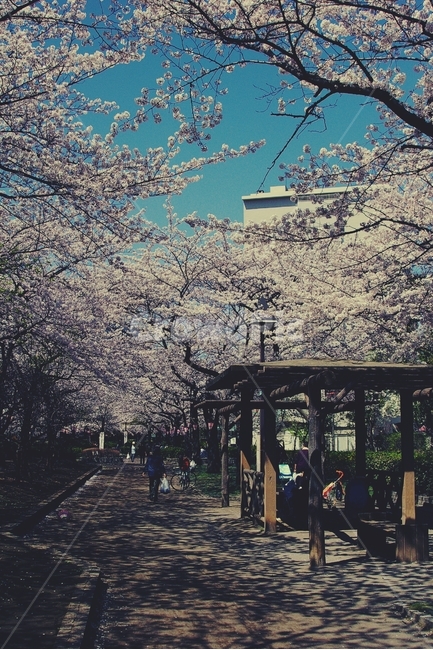 벚나무,cherryblossom,cherry,벚꽃,봄,spring,동네,휴식,relax,마을,town,타운,봄,계절,spring,season,감성,sensible,feeling,plant,식물,flower,꽃,blossom