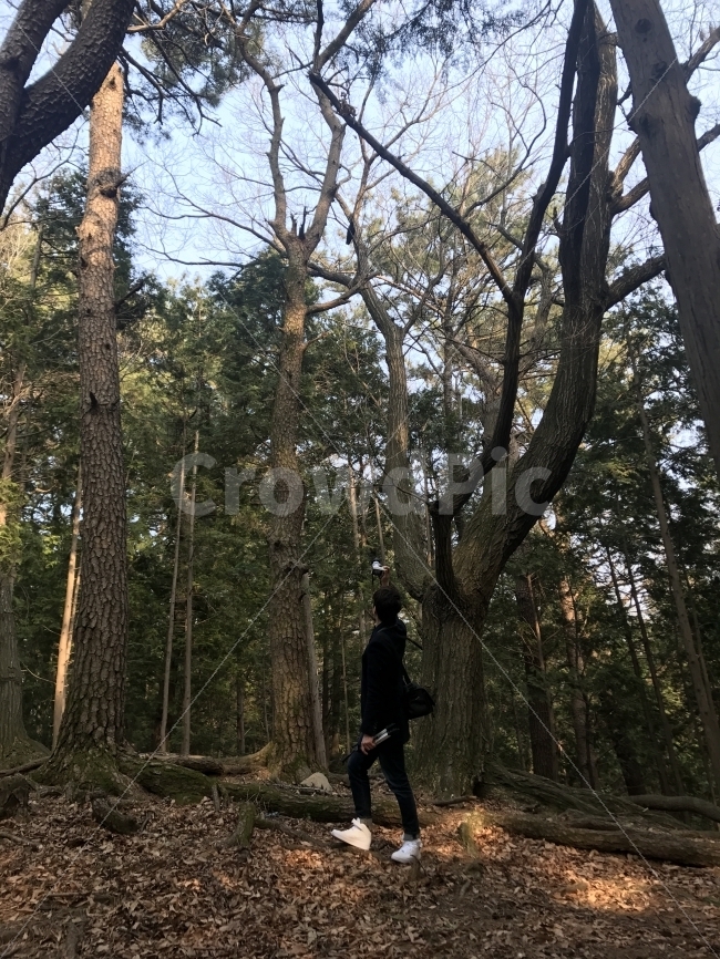 편백나무숲,사진찍는남자,낙엽,숲속의남자,큰나무,사람,인물,인간,human,person,남성,남자,man,male,사진작가,포토그래퍼,photographer
