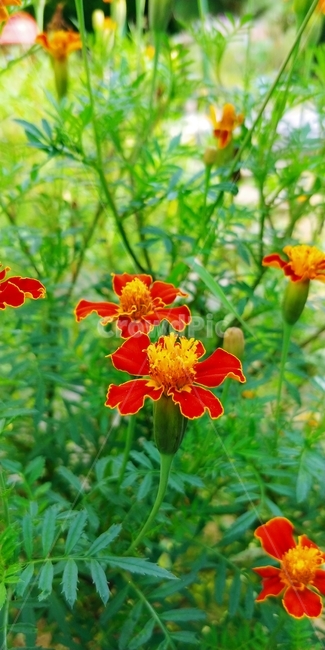 꽃,풀,식물,자연,flower