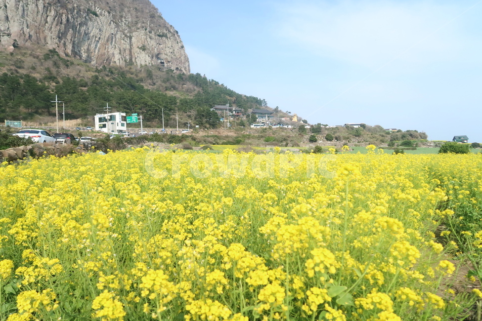 유채꽃,노란꽃,제주도,제주,꽃,제주도꽃,봄꽃,field,들,plant,식물,outdoors,옥외,flower,jeju,jejuisland,yellow,yellowflower,nature,자연