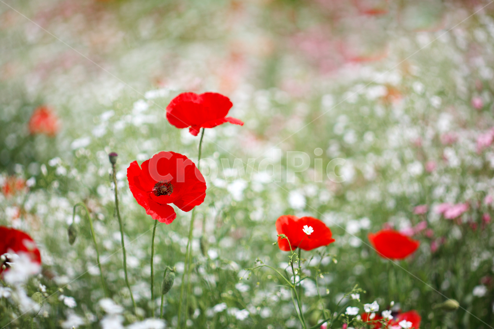 꽃,식물,양귀비,안개꽃,접사,붉은색,꽃배경사진,자연바탕,자연배경,배경,바탕,감성,꽃밭,봄,자연,몽환,감성사진