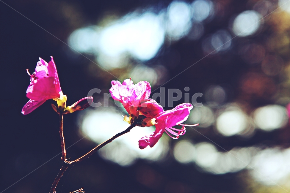 진달래,꽃,식용꽃잎,꽃나무,자연,배경,식물,자연,plants,nature,꽃,flower