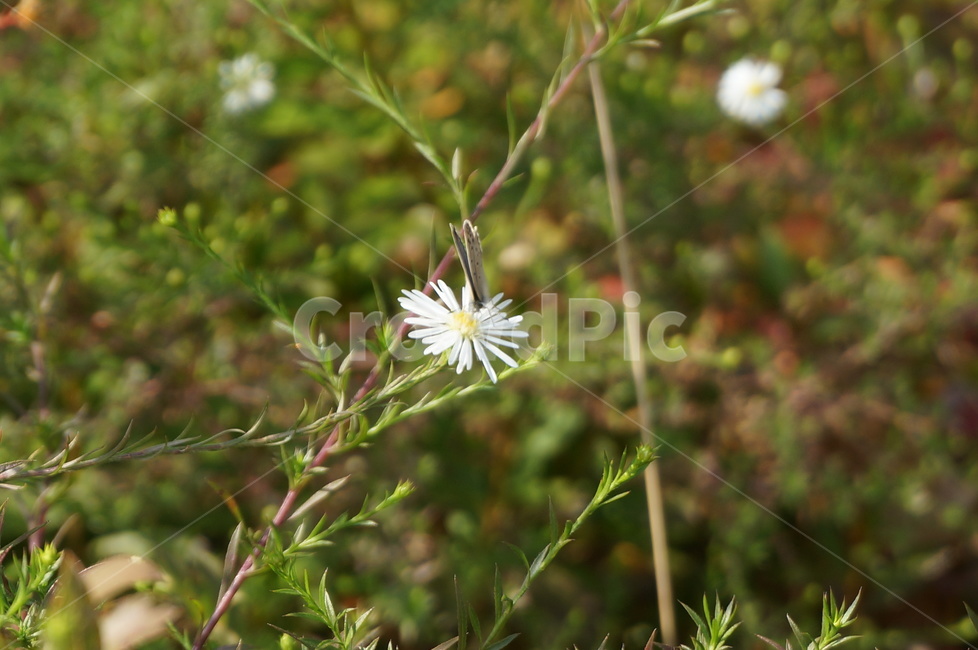 식물,곤충,나비,꽃,flower,plant,butterfly