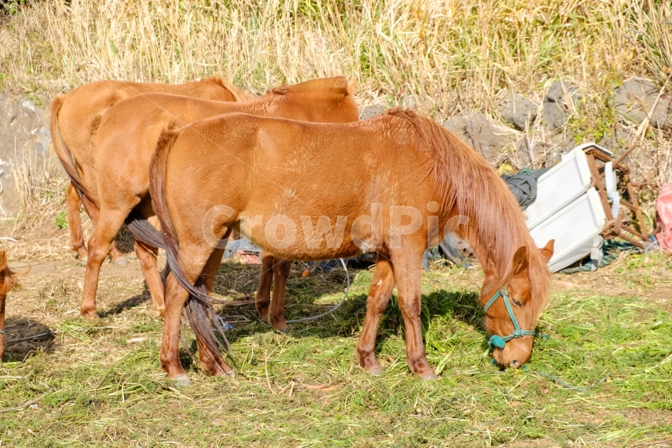 말,조랑말,제주도,농장,horse,동물,반려동물,애완동물,스냅,스냅사진,감성,pet,animal,동물,animal,포유류,mammal