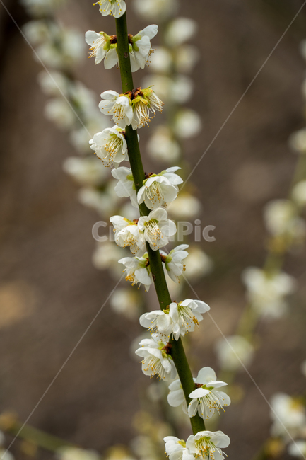 매화,꽃,자연,봄,나무,근접,봄,계절,spring,season,식물,자연,plants,nature,꽃,flower,plant