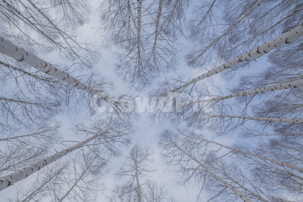 하늘,풍경,나무,숲,자작나무,겨울,계절,winter,season,자연,풍경,nature,landscape,식물,plants,나무,trees,wood,outdoors,옥외