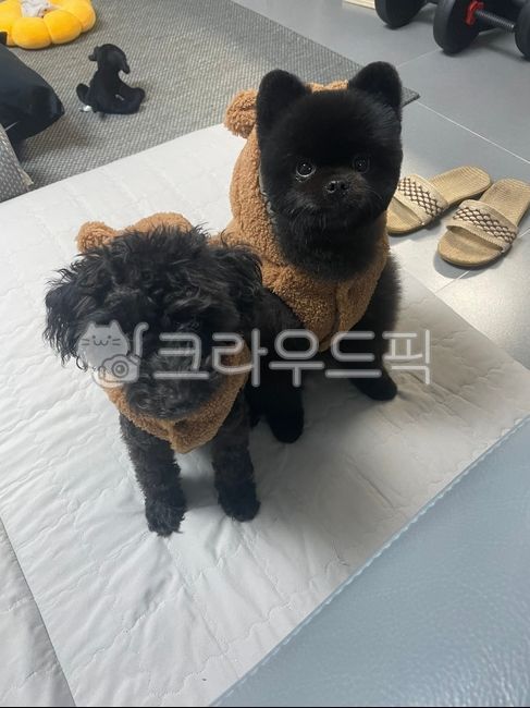 포메라니안,푸들,간식주세요,블랙탄,귀욤