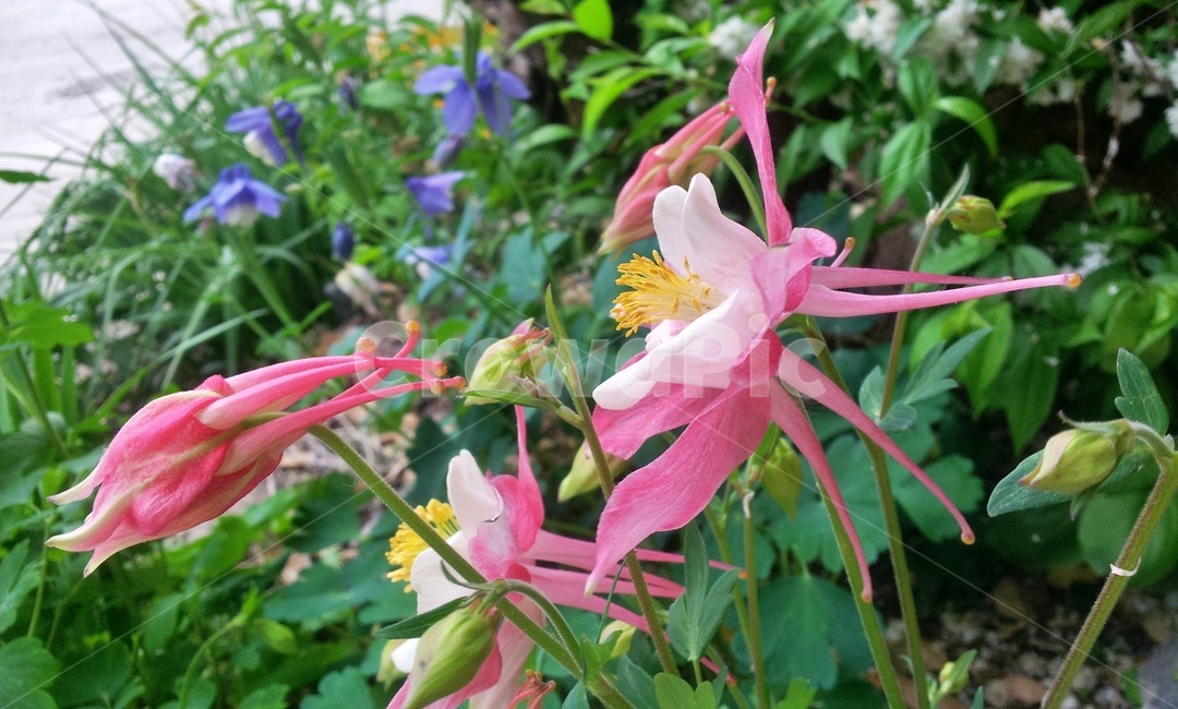 매발톱,매발톱꽃,꽃,들꽃,야생화,분홍색,분홍꽃,식물,plant,flower,blossom,식물,자연,plants,nature,꽃,flower