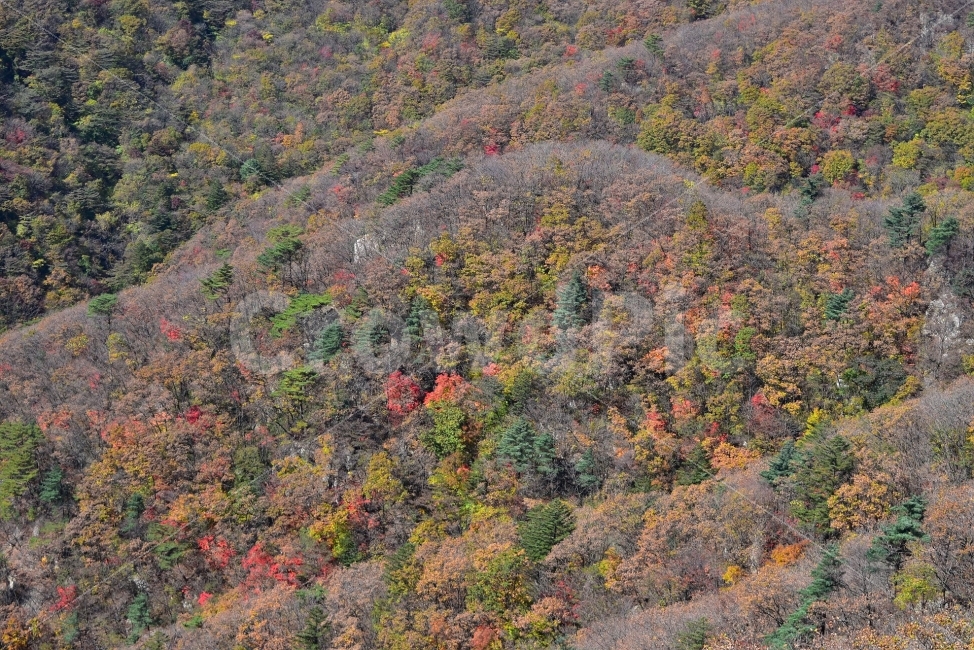 치악산,가을,풍경,단풍,탐방,파란하늘,가을색,오색,울긋불긋,알록달록,그림같은,칼라풀,뷰티플,아름다운,힐링,감성,자연,정취,산세,명산,부곡탐방지원센터,큰무레골,비로봉,국립공원,100대명산,nature,산,등산,트레킹,풍경사진,가을사진,가을색채,가을의정취,가을날씨,가을,계절,fall,autumn,season,자연,풍경,nature,landscape,한국자연풍경,한국자연경관,korea nature landscape,outdoors,옥외,scenery,경치,bush,부시,plant,식물,vegetation,초목