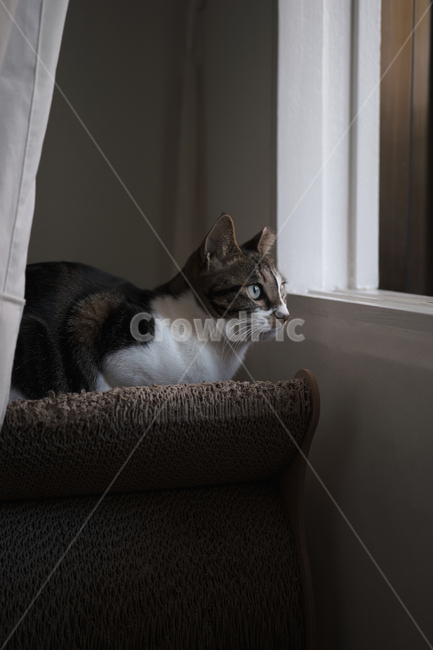 cat,고양이,pet,애완동물,animal,동물,home,집,동물,animal,포유류,mammal,고양이,cat,kitten,kitty