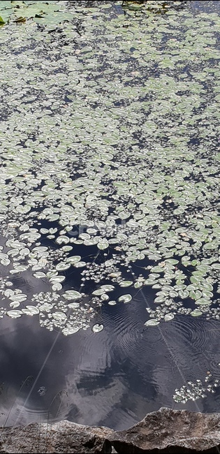 수초,물,자연,식물,배경이미지,여름,호수,연못,background,natural,초록,그린,green,여러해살이,배경,배경화면,색감,바탕,텍스쳐,질감,패턴,이미지,식물,자연,plants,nature