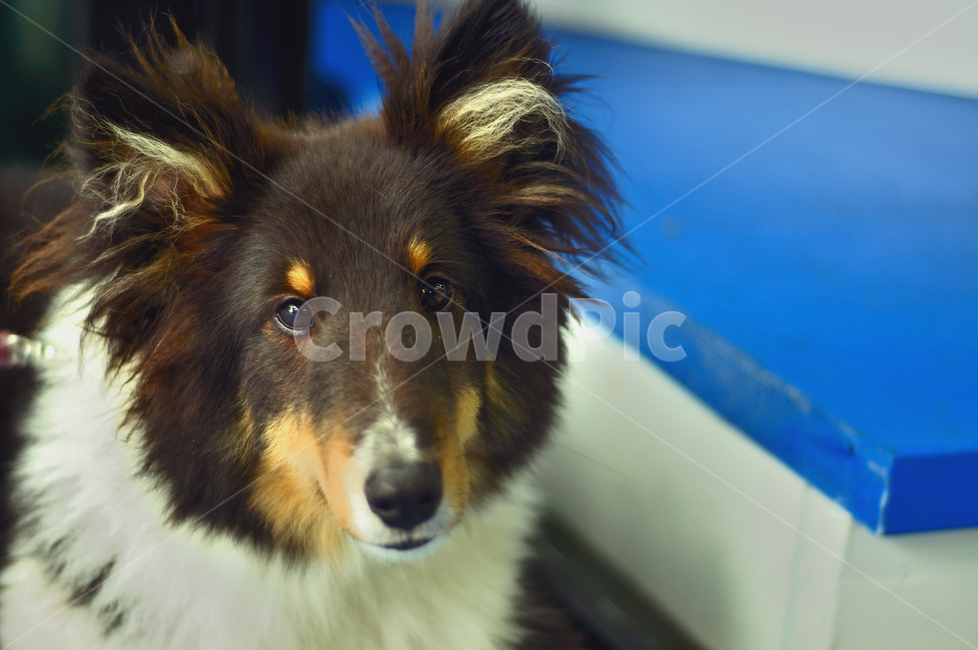 동물,animal,개,dog,포유류,mammal,pet,동물,animal,포유류,mammal,개,강아지,dog,doggy
