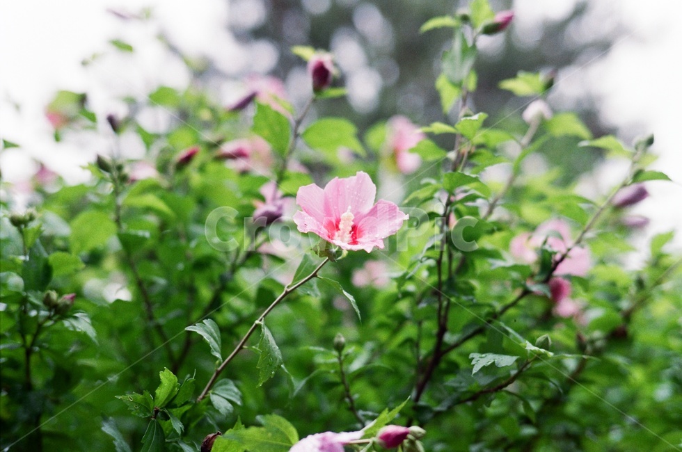 무궁화,꽃,식물,필름,flower,비온날,비,film,rainy,rainyday