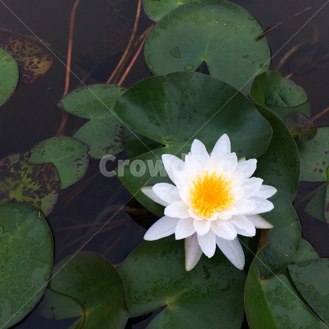 연꽃,식물,자연,nature,lotus,plants,green