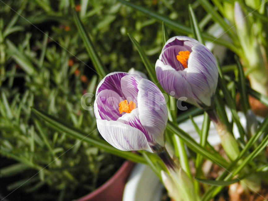 크로커스,크로커스꽃,식물,flower,blossom,plant,꽃,봄꽃,화분