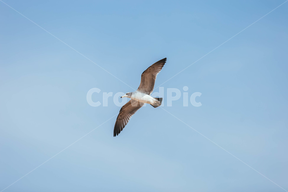 seagull,갈매기,bird,새,animal,동물,flying