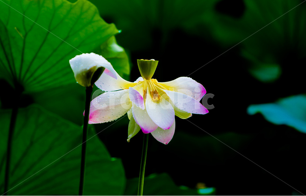 연꽃,연잎,문양,무늬,자연,식물,자연,plants,nature,꽃,flower