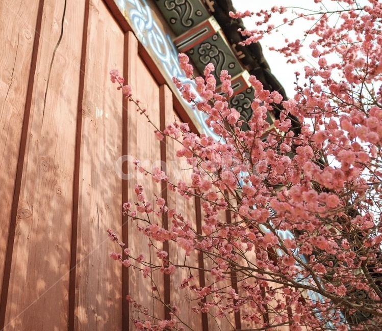 plant,식물,blossom,꽃,flower,매화,홍매화,봄,spring,궁,고궁