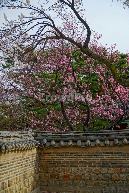 창덕궁,한국,korea,대한민국,서울,seoul,고궁,궁전,궁궐,조선,조선시대,조선왕조,왕궁,한옥,한국적인,한국문화,문화,한국전통,전통,문화재,전통문화,지붕,처마,담청,풍경,landscape,자연,nature,봄,봄꽃,spring,4월,april,기와,왕실,palace,changdeokgung,한국자연,한국풍경,나무,tree,벚꽃,매실나무,하늘,sky,역사,히스토리,history,한국전통,한국문화,korean traditional,korean culture,식물,자연,plants,nature,꽃,flower