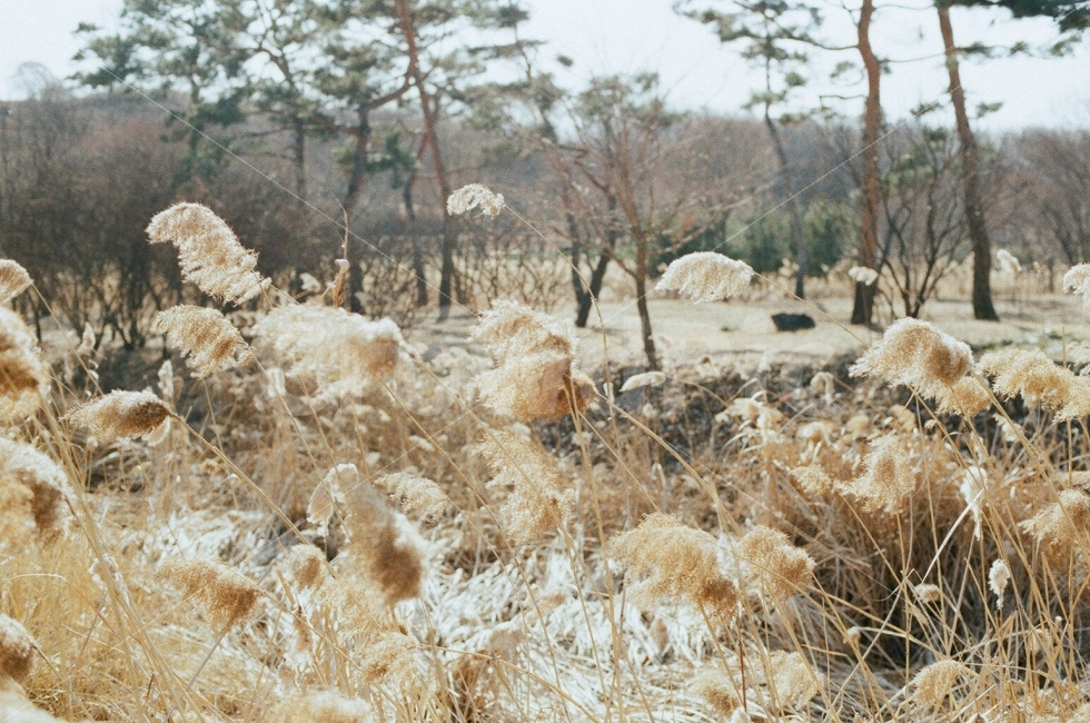 겨울,필름사진,필름카메라,갈대,갈대숲,나무고아원,감성사진,필름,따뜻함,자연,풍경,nature,landscape,감성,sensible,feeling,겨울,계절,winter,season,outdoors,옥외