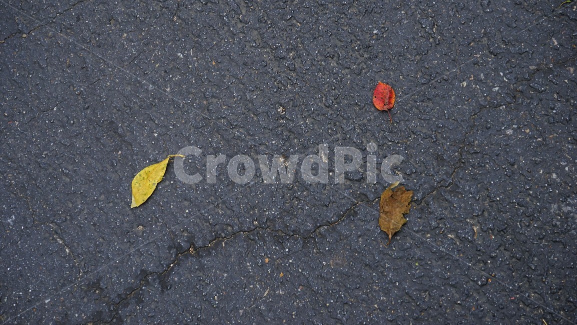 숲,자연,녹색,가을,trees,forest,pavedroad,fallenleaves,가을,계절,fall,autumn,season,plant,식물,leaf,잎,asphalt,아스팔트,ground,바닥