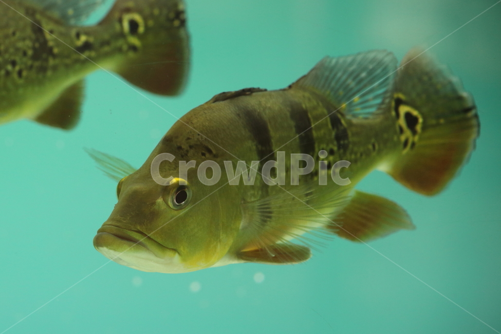 물고기,담수어,열대어,동물,fish,tropicalfish,동물,animal,어류,물고기,fish