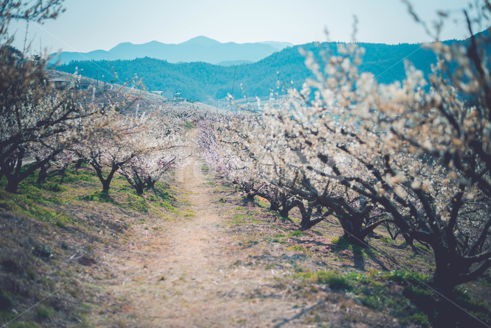 매화나무,매화꽃,꽃,식물,매화,봄,계절,spring,season,자연,풍경,nature,landscape,plant