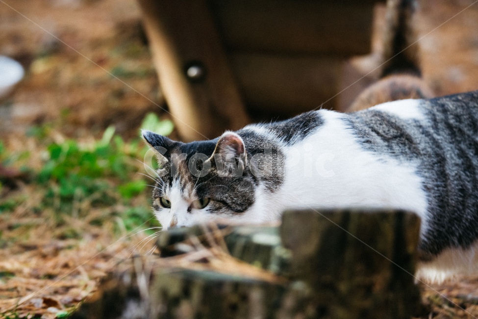 고양이,cat,길고양이,냥이,냥냥이,동물,animal,포유류,mammal,고양이,cat,kitten,kitty