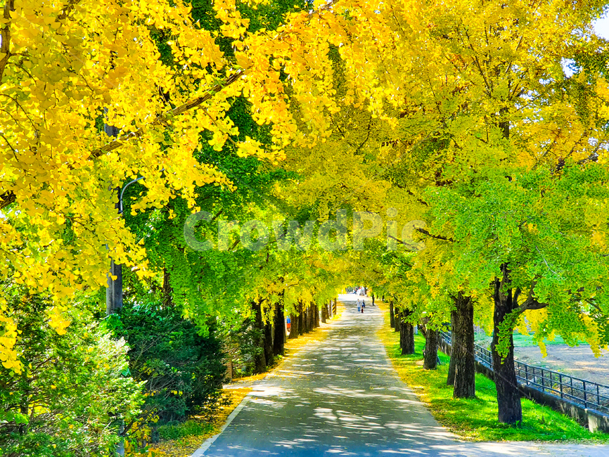 나무,tree,plant,식물,통로,path,은행나무,가을,계절,길,cloud,road,도로,옥외,outdoors,자연,nature,은행나무길,풍경,잎,은행나무숲,abies,conifer,전나무,fir,산책길,인도,단풍,은행,가을,계절,fall,autumn,season,자연,풍경,nature,landscape